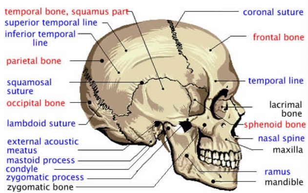 image31