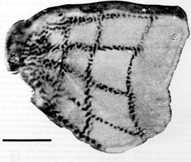 image67